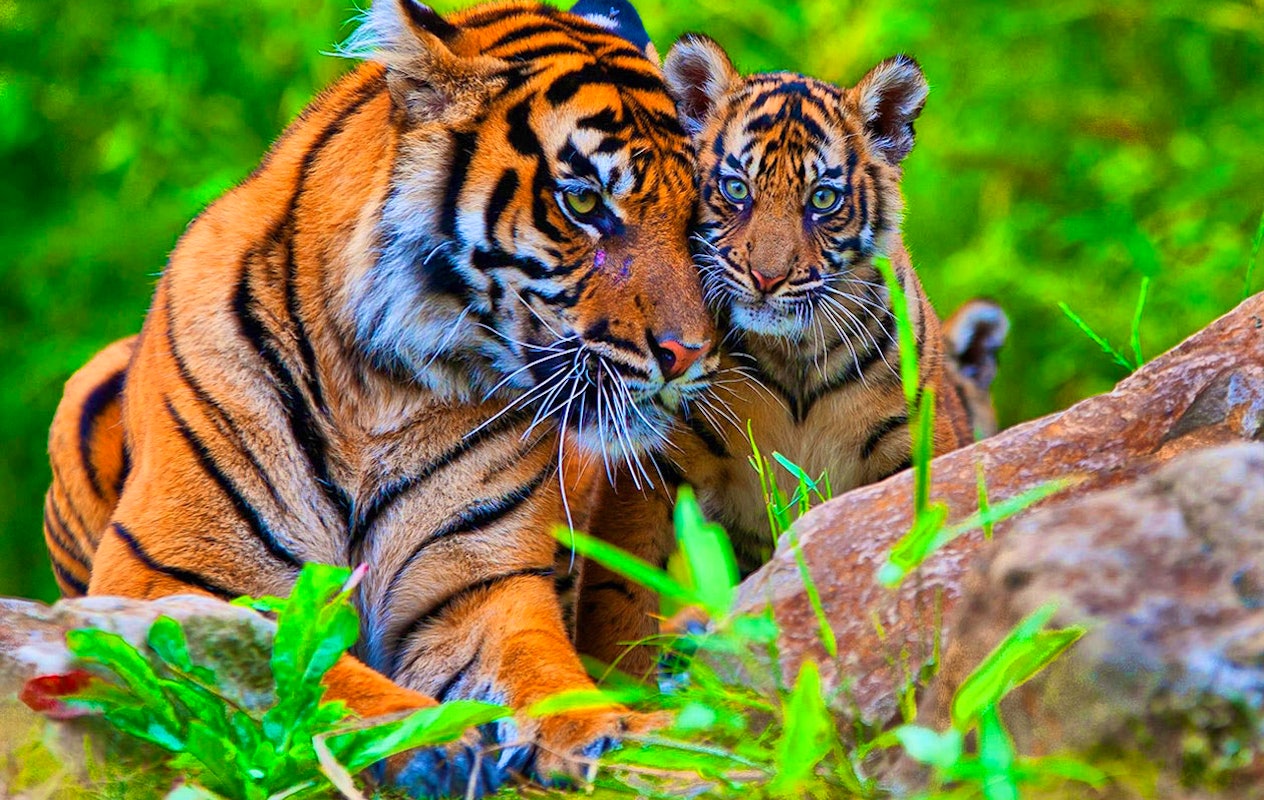 Ticket pour le Zoo Royal de Burgers (2p.)