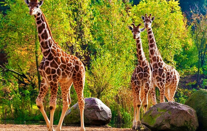 Ticket Koninklijke Burgers&#x27; Zoo (2p.)