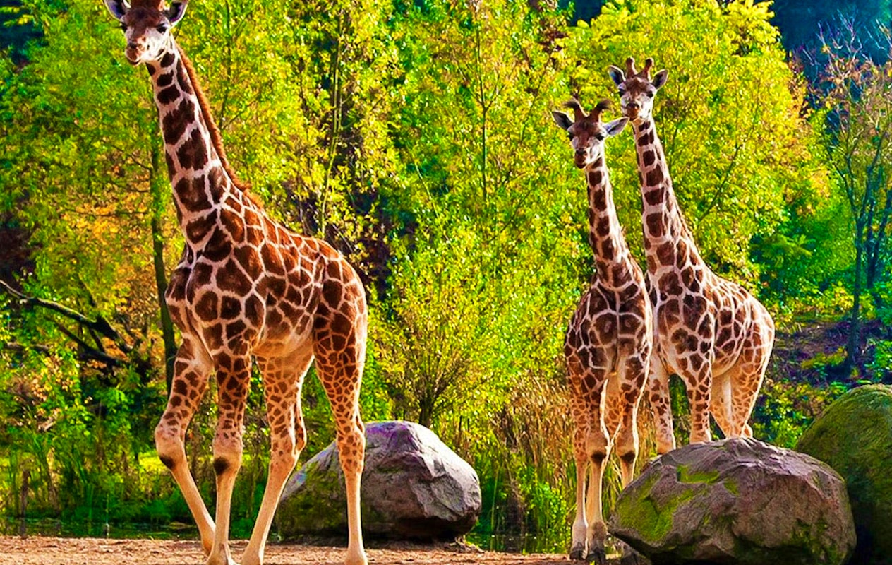 Ticket pour le Zoo Royal de Burgers (2p.)