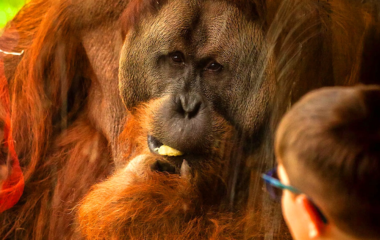 Billets pour le zoo d'Anvers ou le zoo de Planckendael (2p.)