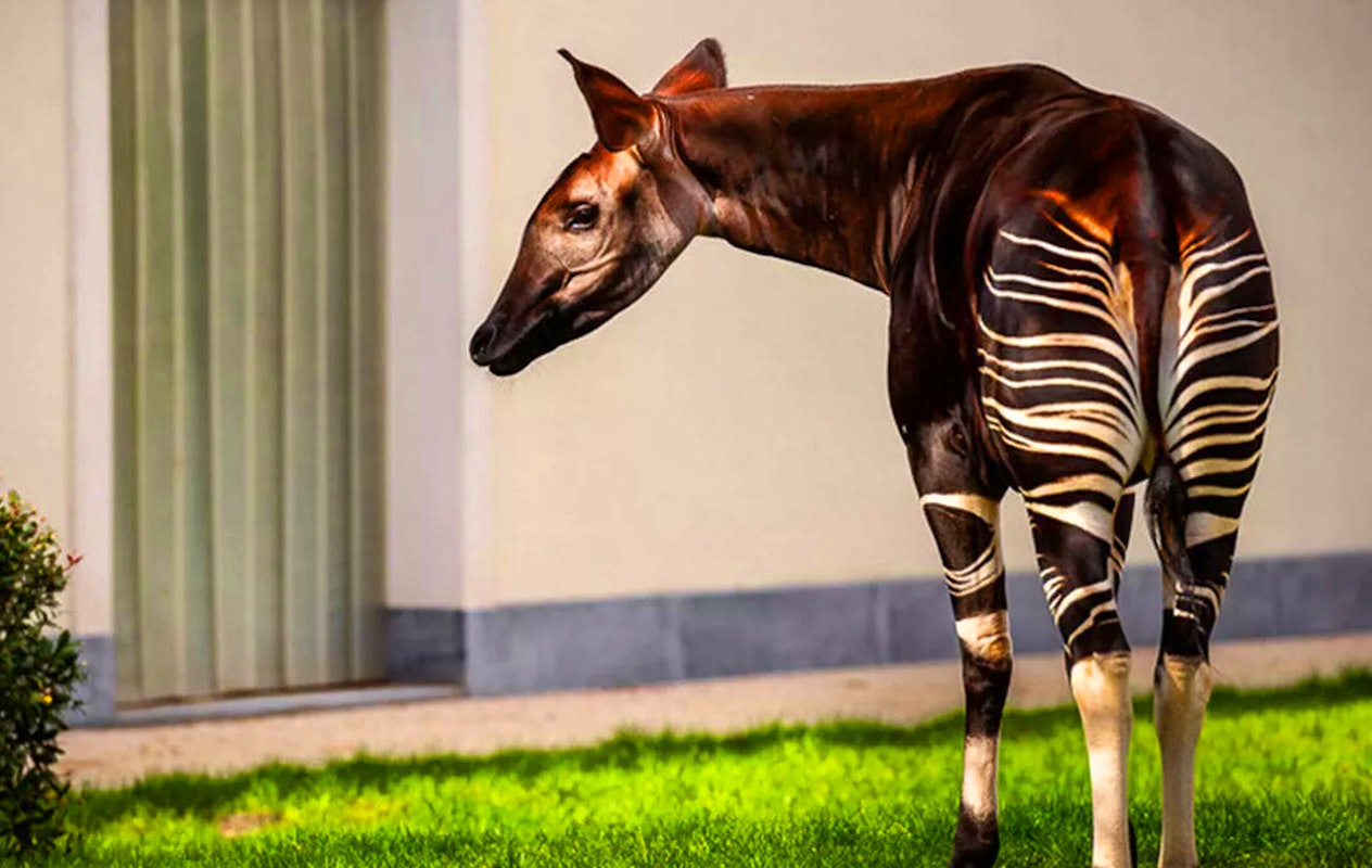 Tickets voor ZOO Antwerpen of ZOO Planckendael (2p.)