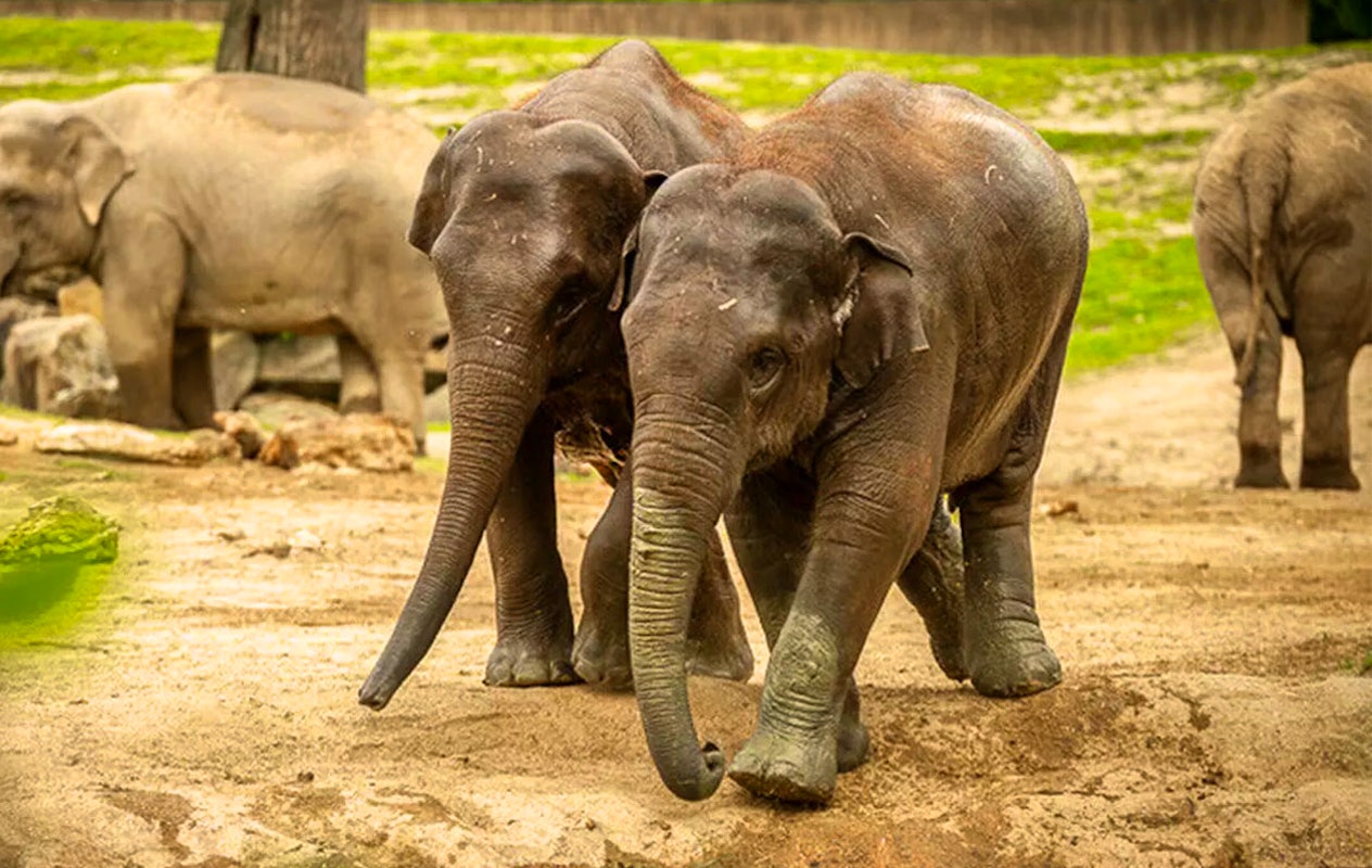 Tickets voor ZOO Antwerpen of ZOO Planckendael (2p.)