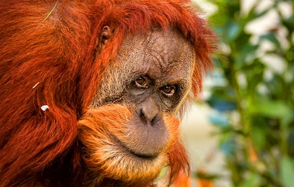 Tickets voor ZOO Antwerpen of ZOO Planckendael (2p.)