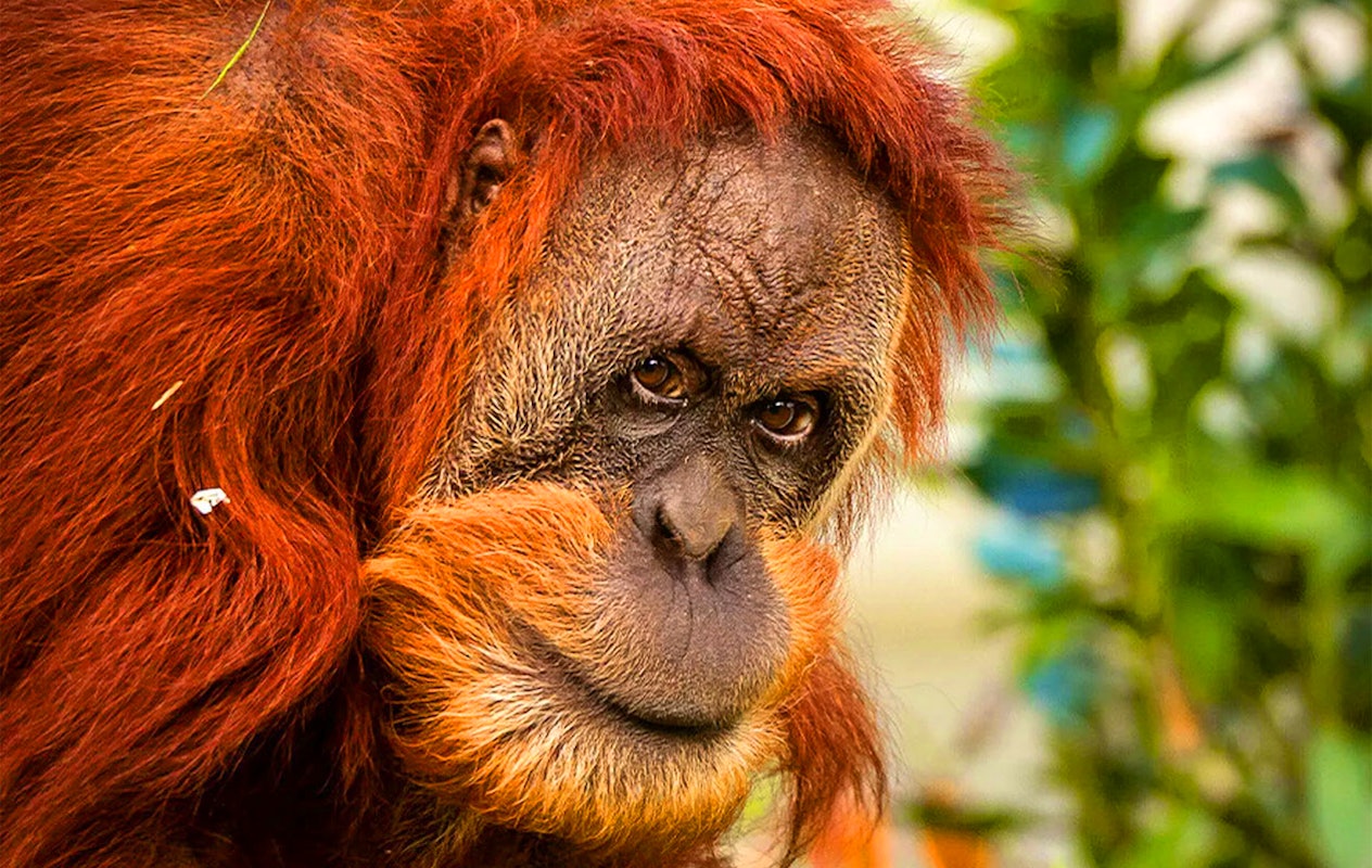 Billets pour le zoo d'Anvers ou le zoo de Planckendael (2p.)