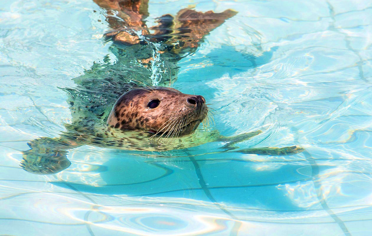 Zeehondencentrum Pieterburen (2p.)
