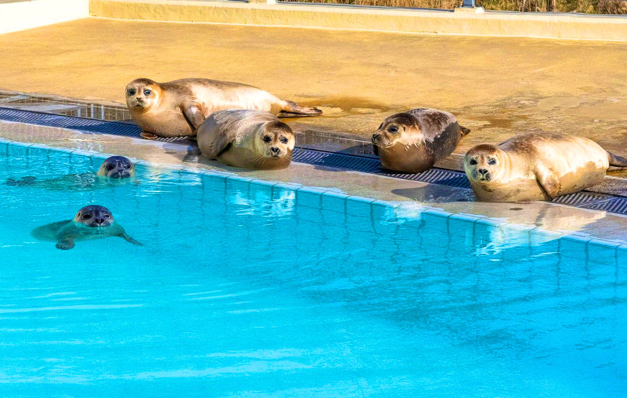 Zeehondencentrum Pieterburen (2p.)