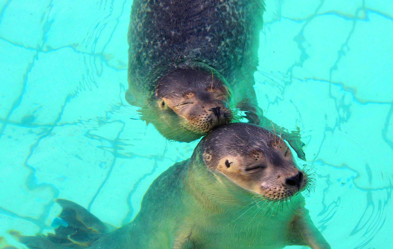 Zeehondencentrum Pieterburen (2p.)