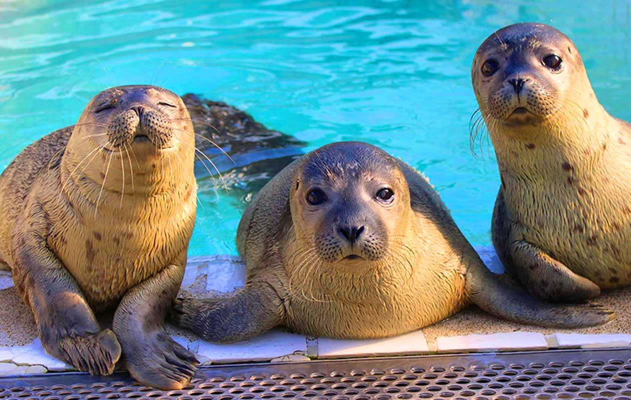 Zeehondencentrum Pieterburen (2p.)